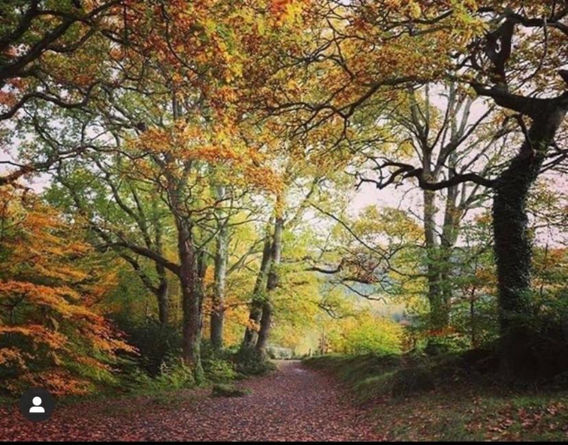 Tanglewood * Newry